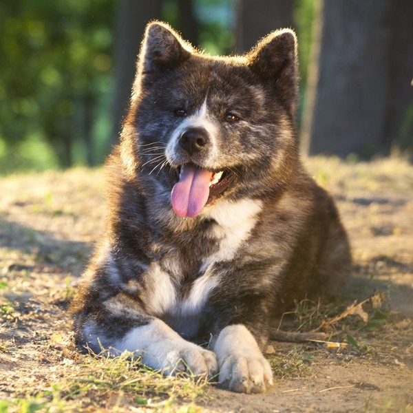 Akita Inu - Akity to myśliwskie szpice japońskie przeznaczona pierwotnie do polowania na grubą zwierzynę (dziki, jelenie