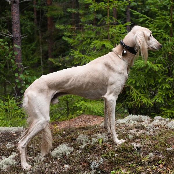 Nazwa charta perskiego saluki pochodzi od starego miasta położonego w południowej Arabii. Przodkowie współczesnych Saluk
