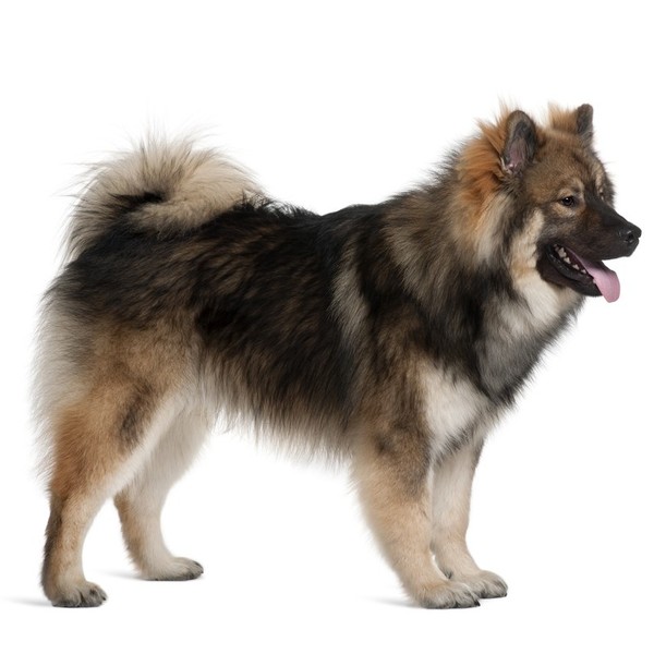 Początek procesu kształtowania rasy Eurasier datuje się na początek drugiej połowy XX wieku. Głównym celem powstania ras