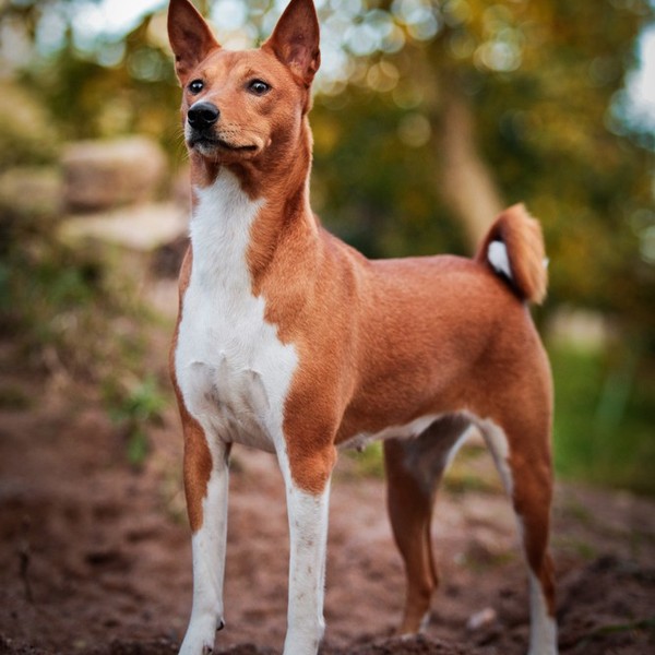 Basenji to pierwotna rasa psów zamieszkująca niegdyś strefę równikową. Jego przodkowie żyli prawdopodobnie już w staroży