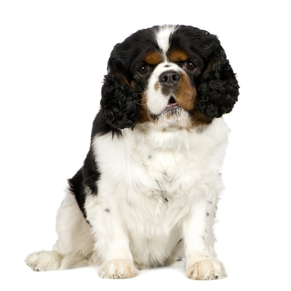 Czy może być coś piękniejszego niż widok małego rozochoconego Cavalier King Charles Spaniela ? Cavaliery cieszą się obec