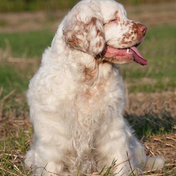 Clumber Spaniel to stara rasa psa, której początki sięgają prawdopodobnie 1300 roku, powstała w wyniku krzyżowania Alpin