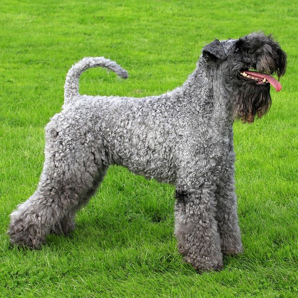 Kerry Blue Terrier pełniły niegdyś podobne funkcje co Airedale terriery - polowały na wydry, służyły jako szczurołapy or
