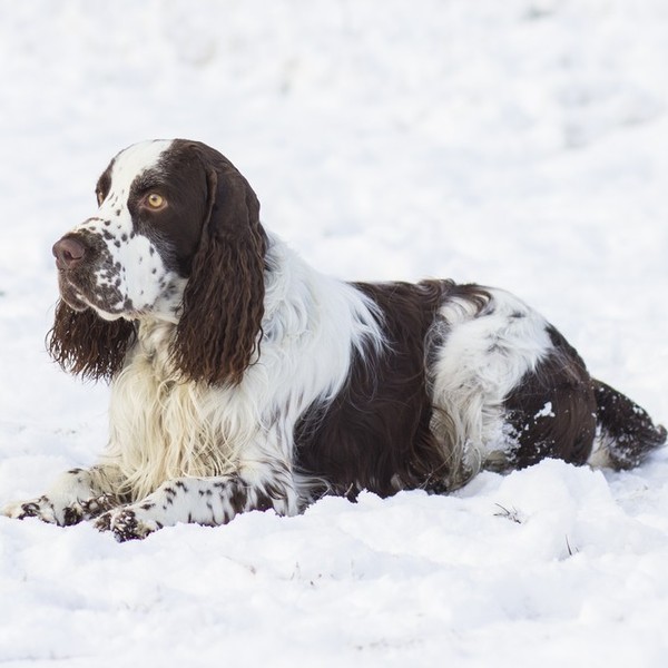Rasa Springer Spaniel Angielski wyłoniła się z grupy psów określanych mianem spanieli "lądowych". Większe psy zostały na
