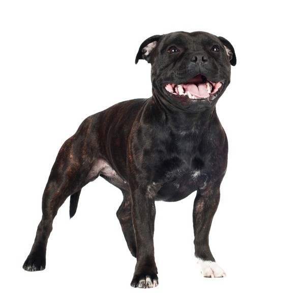 Staffordshire Bull Terrier powstał w Wielkiej Brytanii w wyniku krzyżowania Buldogów z Terrierami i był pierwotnie wykor