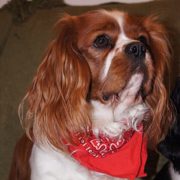 Z czerwonym mi do twarzy! cavaliZ czerwoZ czerwonym mi do twarzy!Z czerwonym mi do twarzy!nym mi do twarzy!er carmel, ca