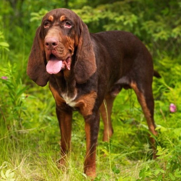 Bloodhound Bloodhound to duży pies, który wymaga odpowiedniego prowadzenia. Może być nieco uparty, dlatego właściciel po