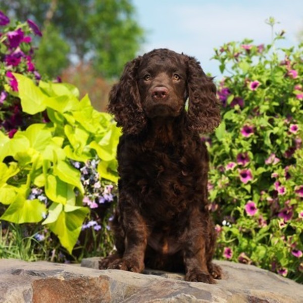 Amerykański spaniel dowodny Pies średnich rozmiarów; inteligentny, przyjazny, posłuszny i energiczny. Sprawdzi się jako 
