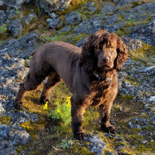 Boykin Spaniel Boykin Spaniel to średniej wielkości pies o łagodnym temperamencie. Przyjazny i oddany swojemu opiekunowi