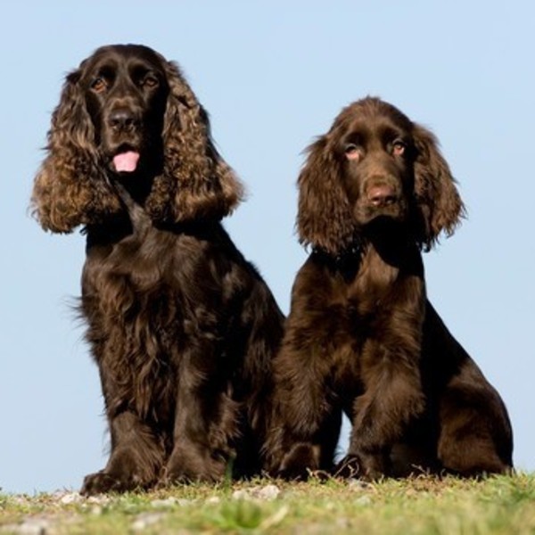 Field spaniel Field spaniel to średniej wielkości pies sportowy. Z natury towarzyski, uległy, wrażliwy i rodzinny. Włos 