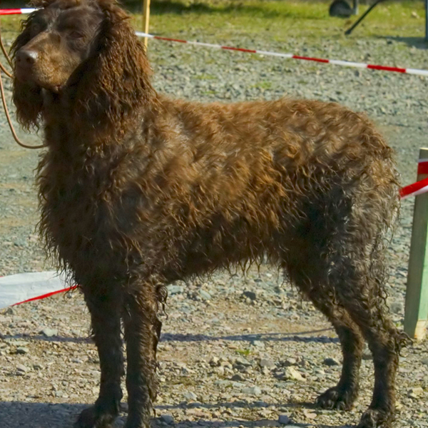 Spaniel Pont-Audemer Spaniel Pont-Audemer ( Epagneul de Pont-Audemer) to dość rzadka rasa psa, praktycznie niewystępując