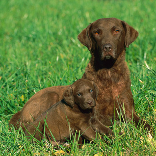Chesapeake Bay Retriever Chesapeake Bay Retriever to duży pies o zrównoważonym temperamencie i łagodnym usposobieniu. Be