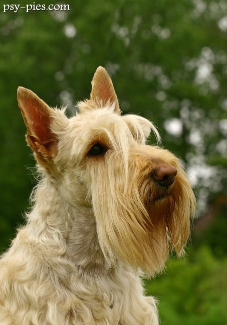 Terier szkocki