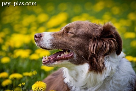 Border collie