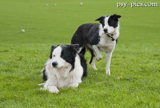 Psy Border collie