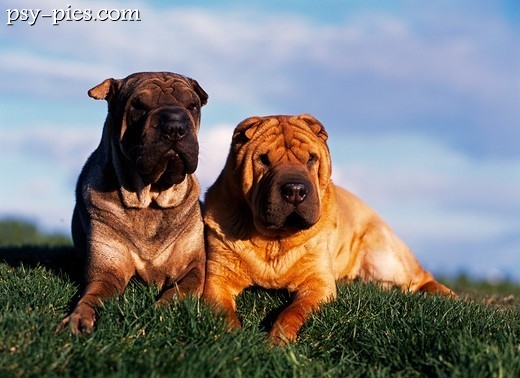 Psy Shar pei