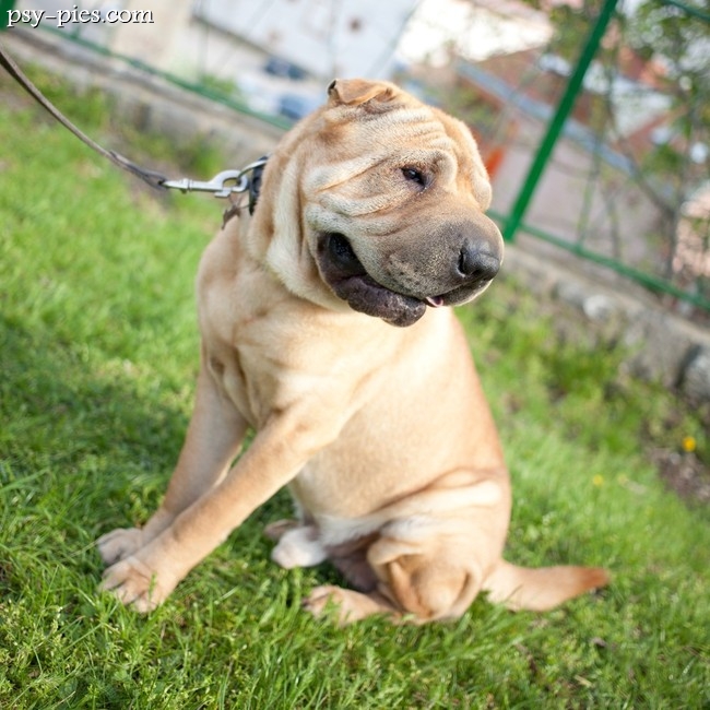 Shar pei