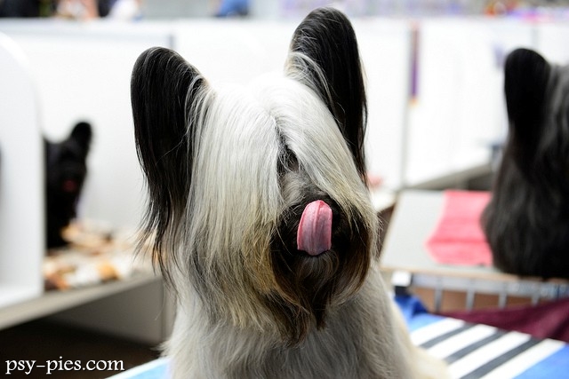 Skye terrier na wystawie psów