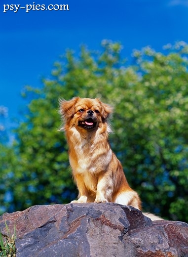 Spaniel tybetański
