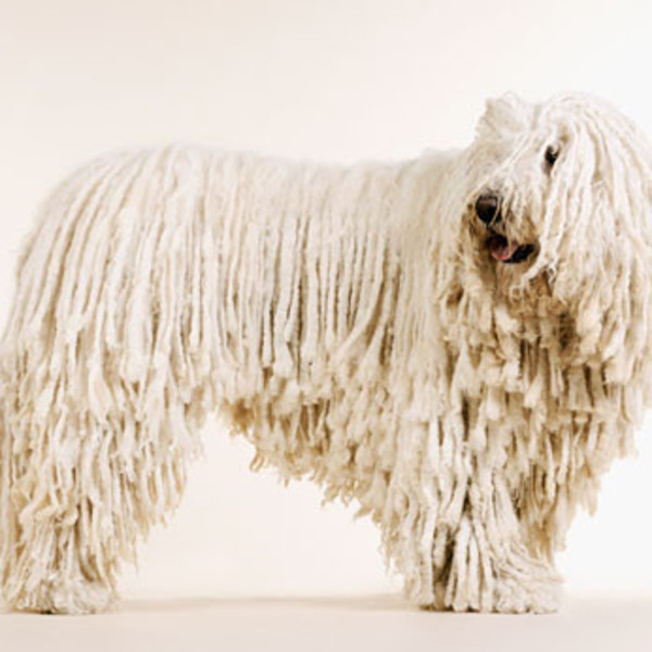 Komondor Komondor to pies pasterski pochodzący z Węgier. Charakterystyczną cechą rasy jest sierść poskręcana w sfilcowan