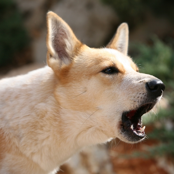 Canaan dog Canaan Dog pochodzą od grupy półdzikich psów zwanych pariasami. Rasa po raz pierwszy trafiła do Europy w lata