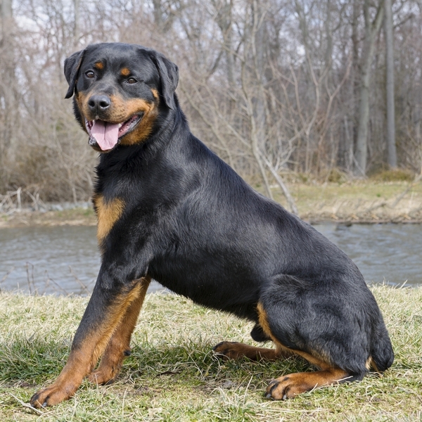 Rottweiler, pies obronny