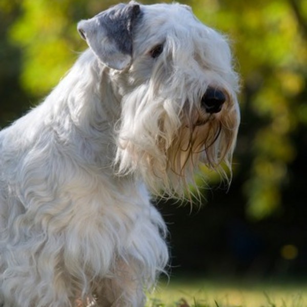 Sealyham Terrier Sealyham terrier to rasa dosyć rzadko spotykana poza Wielką Brytanią. Psy zostały wyhodowane przez kapi