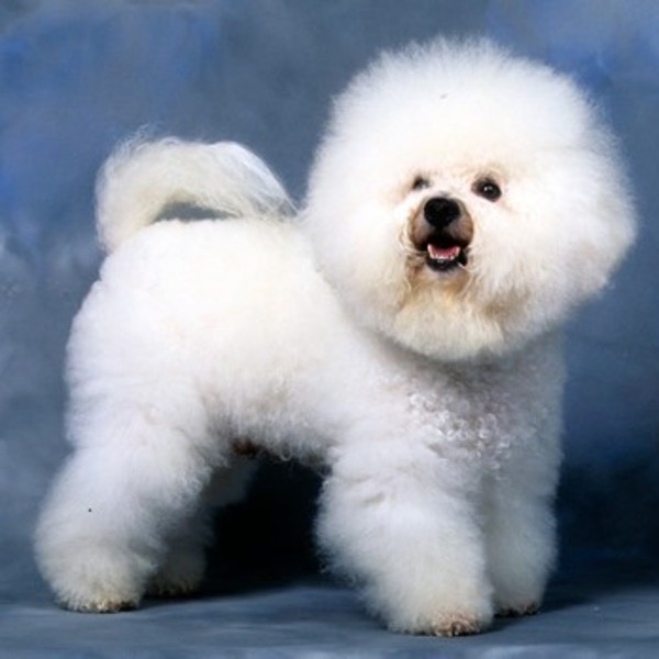 Bichon Frise Bichon Frise to rasa znana od czasów średniowiecza; niegdyś popularna we Francji i we Włoszech. Psy zostały