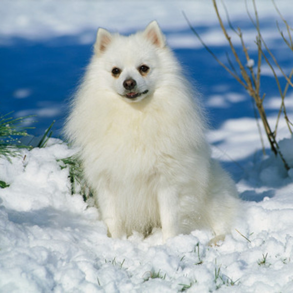 American Eskimo Dog American eskimo dog to rasa niezbyt popularna w Europie, ale znajdująca swoich zwolenników w Stanach