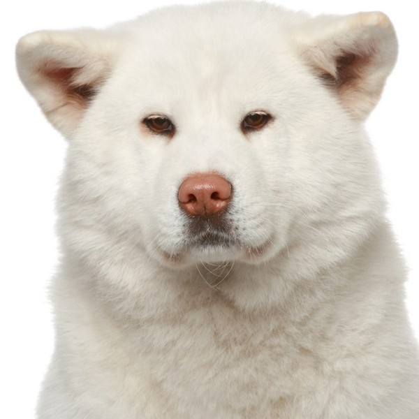 Akita Nazwa rasy pochodzi od prefektury Akita w północnej części Japonii. Akity są psami myśliwskimi wykorzystywanymi pi