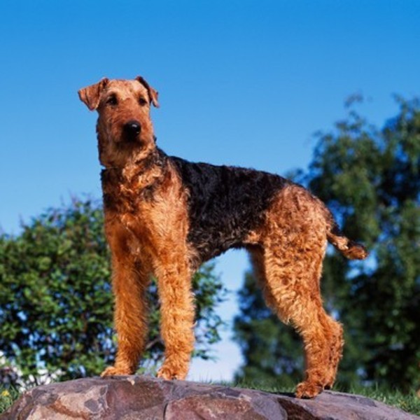 Airedale Terrier, pies obronny