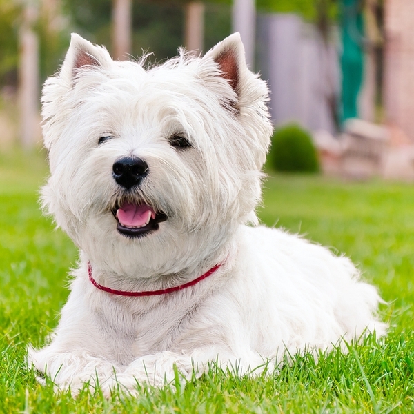 West Highland White Terrier West Highland White Terrier wywodzi się od cairn terriera (psa o rudo-brązowym umaszczeniu) 