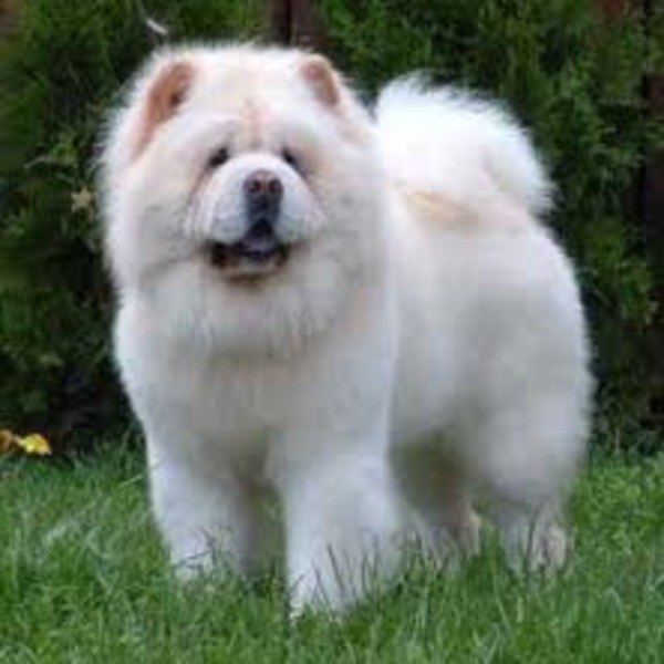 Chow chow Chow-chow pochodzą z Mongolii. W starożytności spełniały rolę psów świątynnych - uchodziły za przeciwników zły