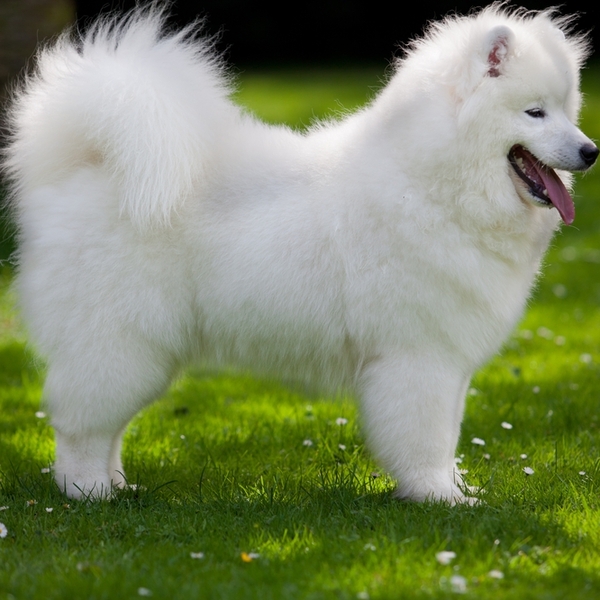 Samoyed Samoyedy od setek lat towarzyszyły plemieniu Samojedów zasiedlającemu tereny Rosji i Syberii. Pierwotnie pełniły