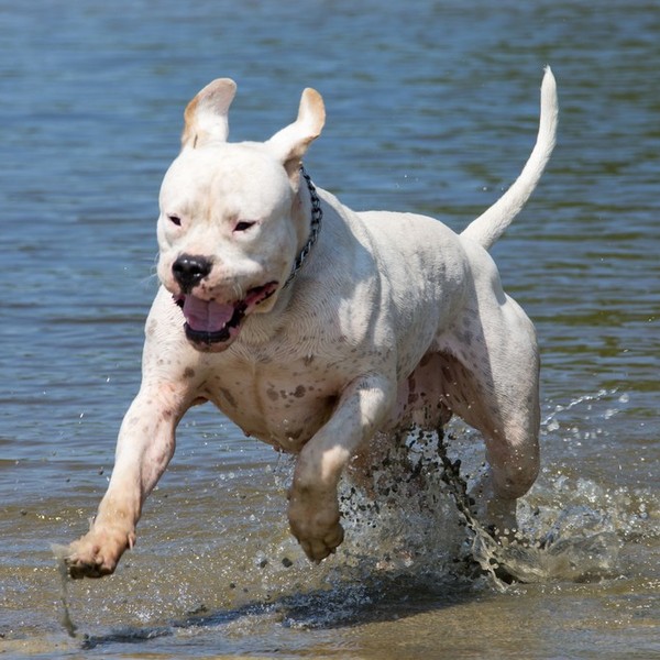 Dog argentyński Dog argentyński pochodzi z prowincji Córdoba w centralnej Argentynie. Twórcą rasy był lekarz Antonio Nor