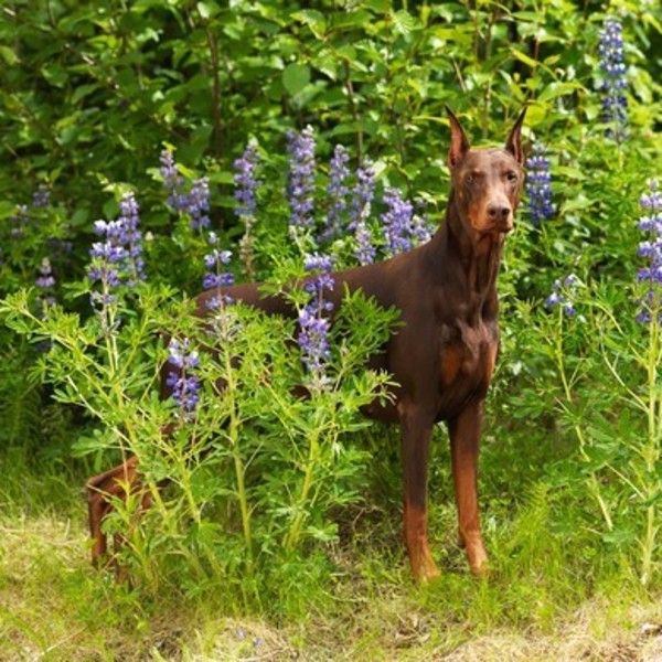 Doberman, pies obronny
