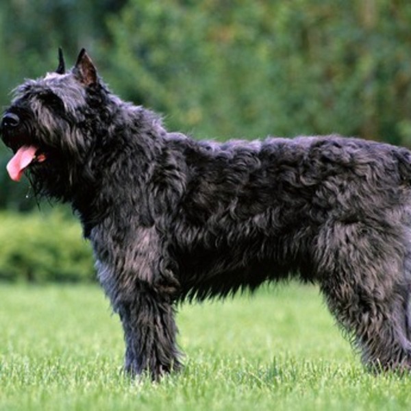 Bouvier des Flandres, pies obronny