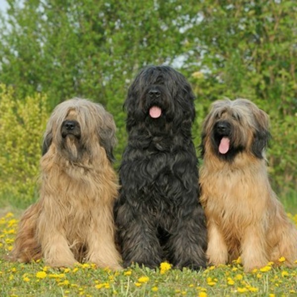 Owczarek francuski briard, pies obronny