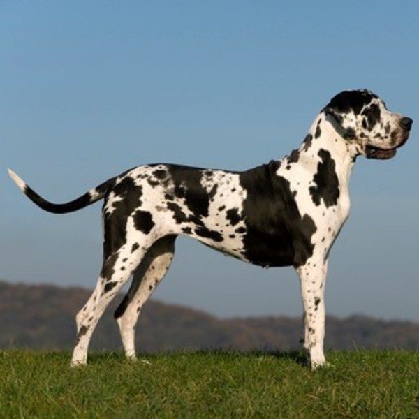 Dog niemiecki, pies obronny