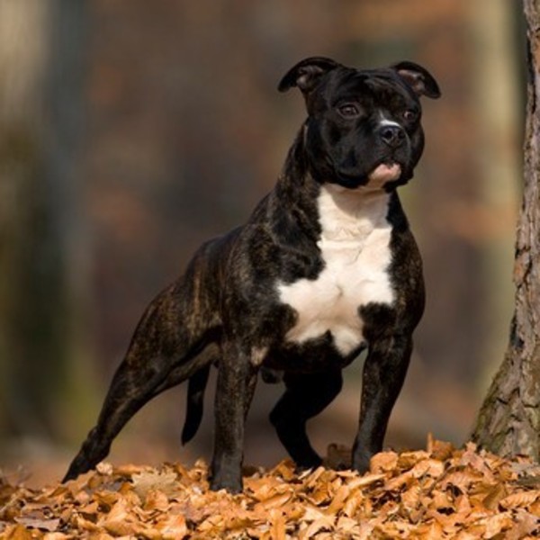 Amerykański staffordshire terrier, pies obronny