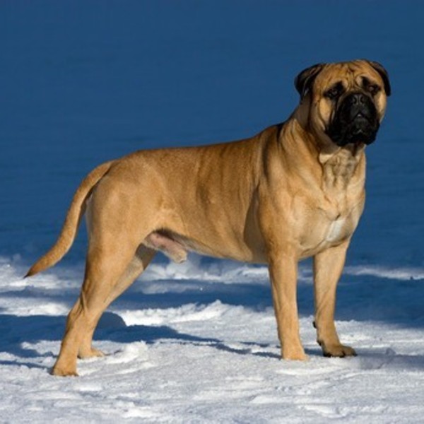 Bullmastiff, pies obronny
