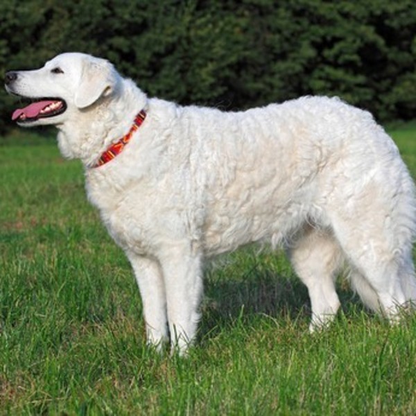 Kuvasz Kuvasz to bardzo stara rasa, która trafiła na tereny Węgier w XIII wieku wraz z Kumanami. Niektóry historycy twie