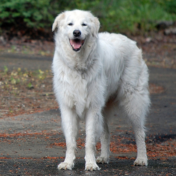 Cane da pastore Maremmano-Abruzzese Owczarki maremma pochodzą z rejonów Maremmy i Abruzji, gdzie strzegły niegdyś owiec 