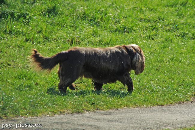 Sussex spaniel