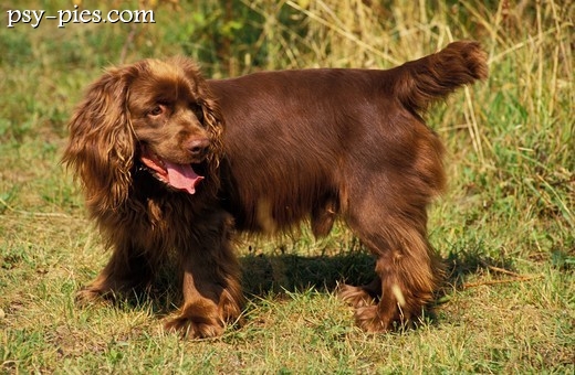 Sussex spaniel