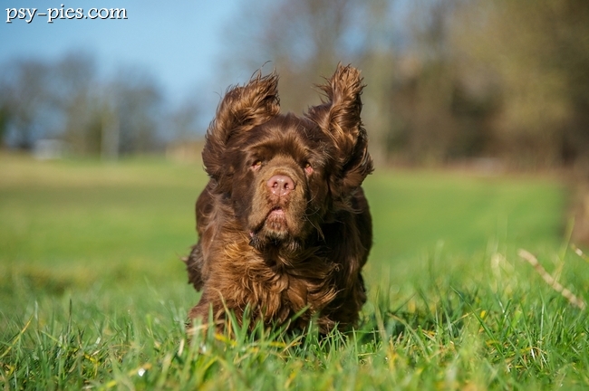 Sussex spaniel