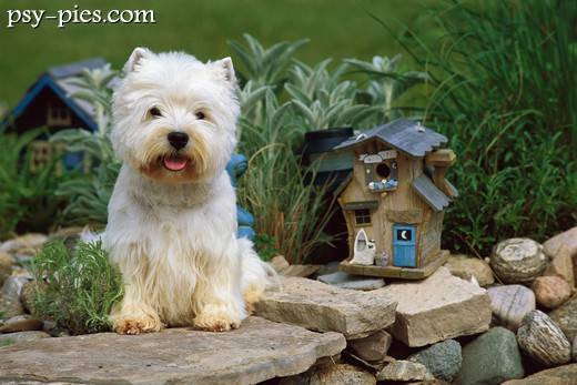 West highland white terrier