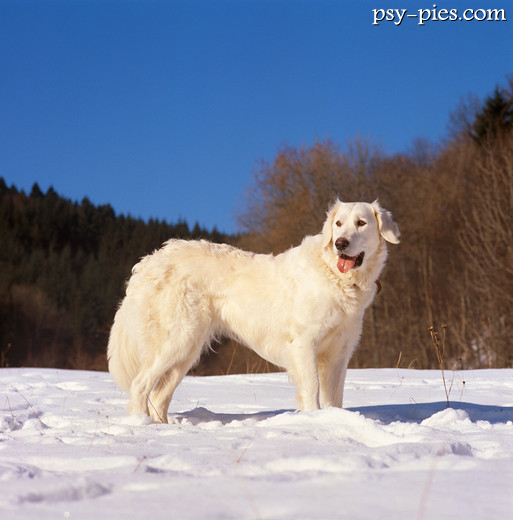 Kuvasz węgierski