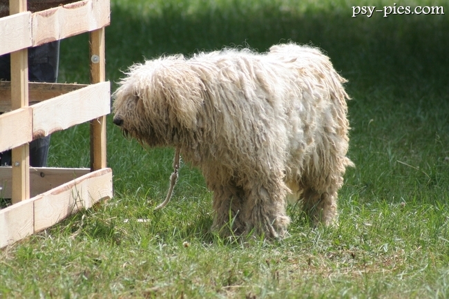 Komondor