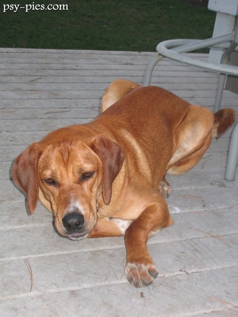 Redbone coonhound